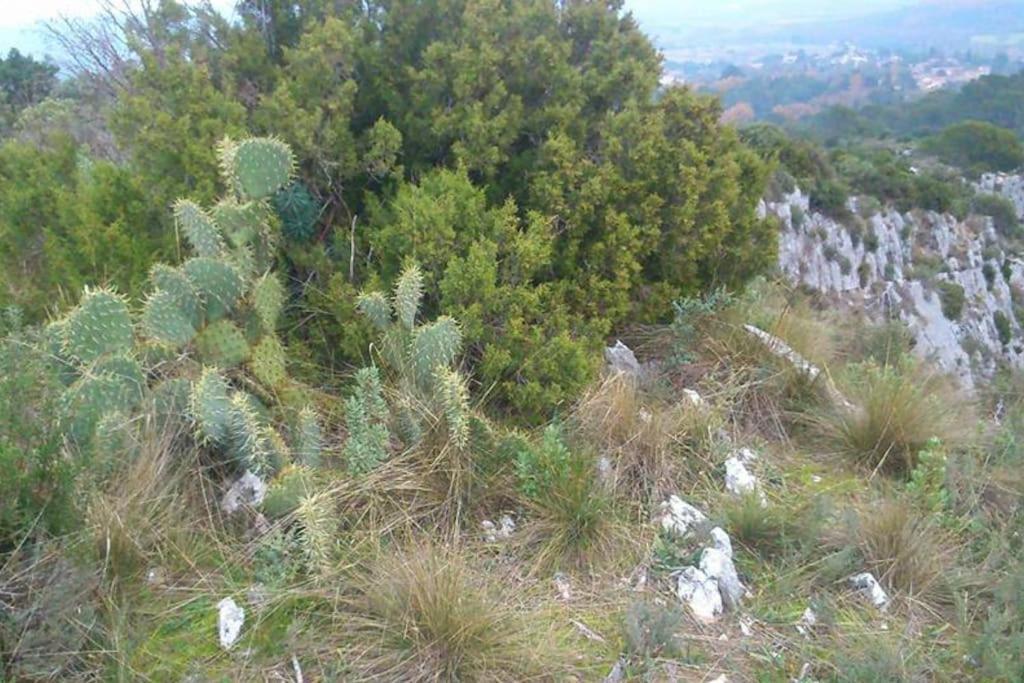 Proche D'Uzes La Terrasse Du Soleil Levant Collias Exterior foto